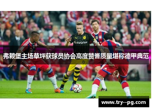 弗赖堡主场草坪获球员协会高度赞誉质量堪称德甲典范 弗赖堡主场草坪获球员协会高度赞誉质量堪称德甲典范